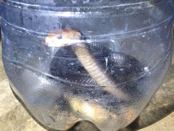 Kobra Jawa Ditangkap Usai Mangsa Ayam di Nglipar Gunungkidul