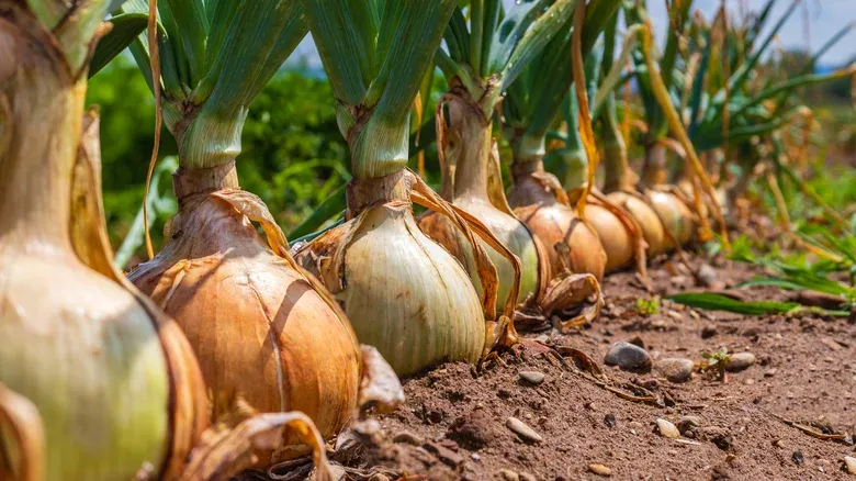 5 Fakta Bawang Bombai Vidalia, Tak Bikin Mata Perih!