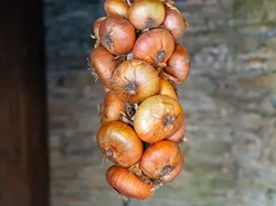 5 Fakta Bawang Bombai Vidalia yang Tak Bikin Nangis Saat Dipotong