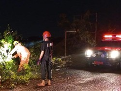 Hujan Disertai Angin Kencang di Glagah Lamongan Tumbangkan Sejumlah Pohon