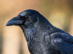 Burung Gagak Mampu Berhitung sampai Empat, Kok Bisa?