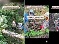 Gokil! Emak-emak di Manado Tangkap Ular Piton Besar Tanpa Takut