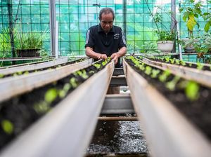 Intip Green House Poktan Petapa di Pancoran Jaksel