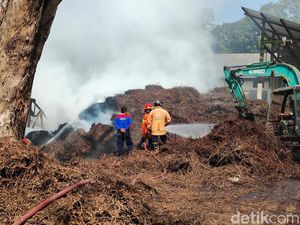 Gudang Kayu Putih Hutan Bunder Terbakar 24 Jam, Damkar Ungkap Penyebabnya Gudang Kayu Putih Hutan Bunder Terbakar 24 Jam, Damkar Ungkap Penyebabnya