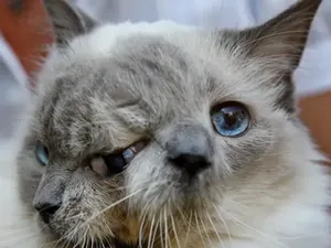 Kucing Ini Terlahir dengan Dua Wajah Kucing Ini Terlahir dengan Dua Wajah