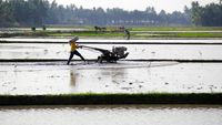 Lahan Rawa Disulap Jadi Sawah buat Genjot Produksi Beras
