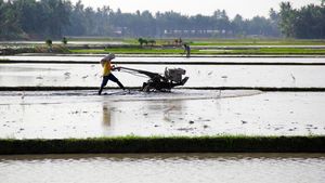 Lahan Rawa Disulap Jadi Sawah buat Genjot Produksi Beras