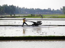 Wamentan Ungkap Gaji Petani Milenial Menggiurkan, Segini Besarnya