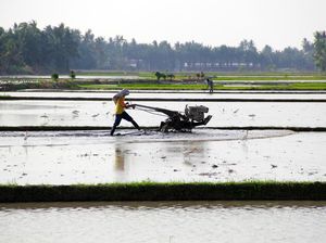 Lahan Rawa Disulap Jadi Sawah buat Genjot Produksi Beras Lahan Rawa Disulap Jadi Sawah buat Genjot Produksi Beras