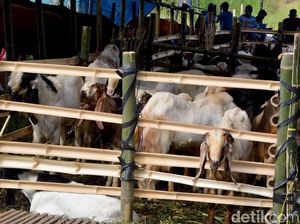 10 Contoh Susunan Acara Idul Adha di Sekolah, Bisa Dijadikan Referensi