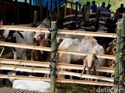 10 Contoh Susunan Acara Idul Adha di Sekolah, Bisa Dijadikan Referensi