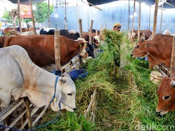 Ciri Hewan Kurban yang Sehat dan Dianjurkan oleh Rasulullah SAW