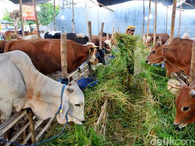 Pedagang Hewan Kurban Mulai Ramai di Surabaya Jelang  Idul Adha 2024