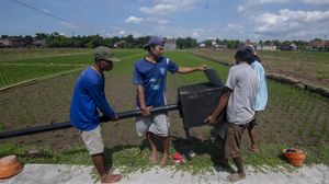Petani Boyolali Pasang Rumah Burung Hantu untuk Kurangi Populasi Tikus