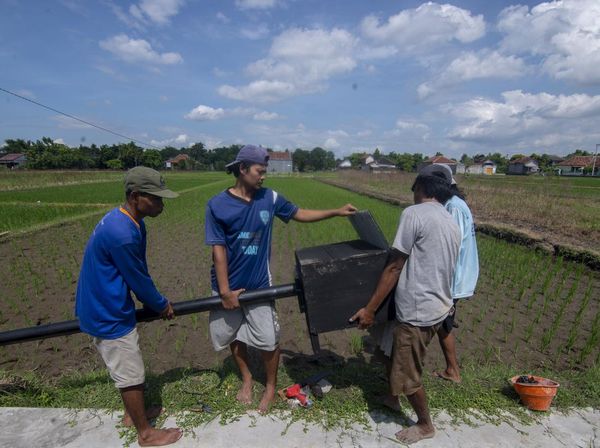Petani Boyolali Pasang Rumah Burung Hantu untuk Kurangi Populasi Tikus
