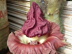 2 Bunga Bangkai Mekar di Batam, Sempat Jadi Tontonan Warga