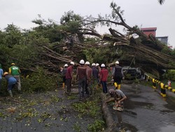 Pohon di Gresik Tumbang Tersapu Angin Kencang Timpa Truk Tewaskan Sopirnya