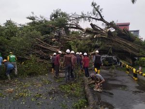 Pohon di Gresik Tumbang Tersapu Angin Kencang Timpa Truk Tewaskan Sopirnya Pohon di Gresik Tumbang Tersapu Angin Kencang Timpa Truk Tewaskan Sopirnya
