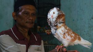 Raup Cuan Lewat Budi Daya Merpati Hias di Malang