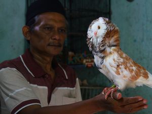 Raup Cuan Lewat Budi Daya Merpati Hias di Malang
