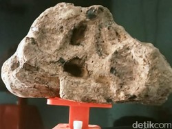 Cerita Warga Temukan Batu Ajaib dan Fosil Gigi Megalodon di Sukabumi