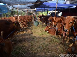 Diklaim Aman, Ketersediaan Hewan Kurban Tahun Ini Capai 2 Juta Ekor