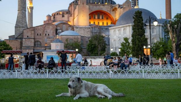 A stray dog sits in front of the Hagia Grand Mosque, in Istanbul on May 30, 2024. Fed up with attacks by stray hounds, campaigners for 