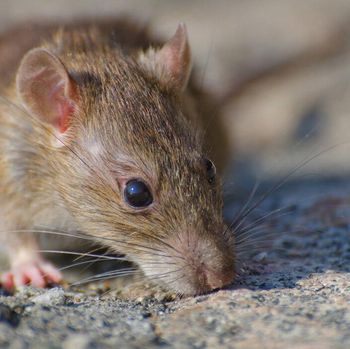 Cara membasmi tikus di rumah/Foto: Freepik.com/wirestock