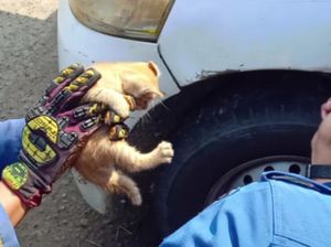 Damkar Bogor Evakuasi Kucing Oyen Terjebak di Celah Pintu Mobil
