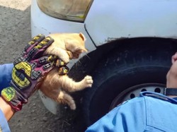 Damkar Bogor Evakuasi Kucing Oyen Terjebak di Celah Pintu Mobil