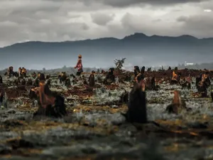 Ilmuwan Ungkap Fenomena Ajaib Hutan Pulih Sendiri, Indonesia Jadi Sorotan