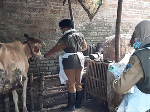 Tanda Tanya Kematian Mendadak dan Misterius 21 Sapi di Kediri Tanda Tanya Kematian Mendadak dan Misterius 21 Sapi di Kediri