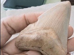 Fosil Gigi Megalodon Juga ditemukan di Lokasi Batu Beraroma Kemenyan