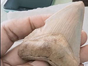 Fosil Gigi Megalodon Juga ditemukan di Lokasi Batu Beraroma Kemenyan Fosil Gigi Megalodon Juga ditemukan di Lokasi Batu Beraroma Kemenyan