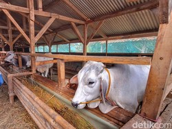 1.050 Hewan Ternak di Bandung Terserang PMK