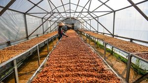 Permintaan Tinggi, Harga Kopi Puntang Melesat