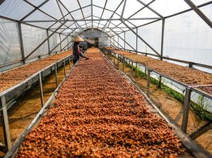 Permintaan Tinggi, Harga Kopi Puntang Melesat