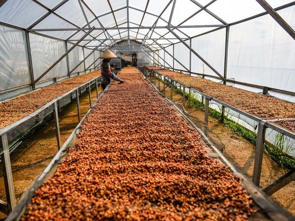 Permintaan Tinggi, Harga Kopi Puntang Melesat