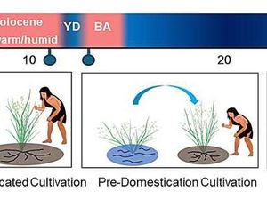 Ilmuwan Ungkap Asal Usul Padi Selama 100.000 Tahun, Evolusi dari Tanaman Liar? Ilmuwan Ungkap Asal Usul Padi Selama 100.000 Tahun, Evolusi dari Tanaman Liar?