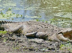 8 Buaya Terbesar di Bumi yang Pernah Diukur