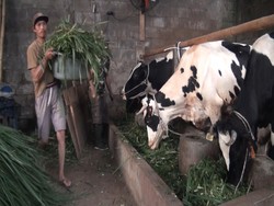 Respons Peternak di Malang Soal Wacana Impor Sapi Program Makan Gratis