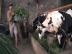 Respons Peternak di Malang Soal Wacana Impor Sapi Program Makan Gratis Respons Peternak di Malang Soal Wacana Impor Sapi Program Makan Gratis