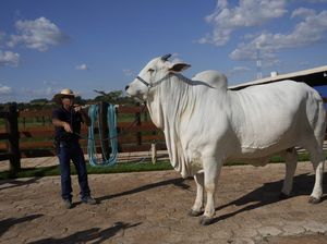 Viatina, Sapi Termahal di Dunia Dijaga Bodyguard Viatina, Sapi Termahal di Dunia Dijaga Bodyguard