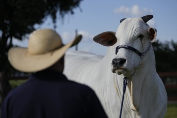 6 Sapi Termahal di Dunia, Ada yang Pecahkan Rekor