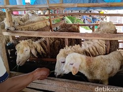 Keluhkan Kandang Ternak Dekat Sekolah, PAUD di Boyolali Surati Gubernur