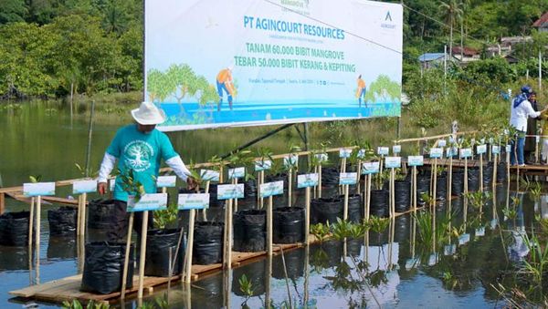 Selamatkan Bumi dengan Tanam 60 Ribu Bibit Mangrove