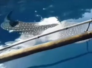 Heboh Hiu Paus Muncul Dekati Nelayan di Laut Sangihe, Begini Faktanya Heboh Hiu Paus Muncul Dekati Nelayan di Laut Sangihe, Begini Faktanya