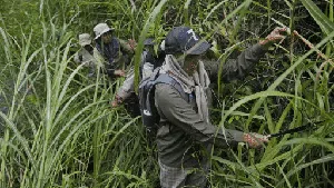 Wanita-wanita Tangguh Penjaga Hutan Aceh