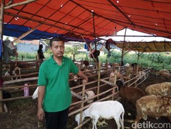 Cerita Abdurrohim, Panen Cuan Lewat Investasi Hewan Kurban