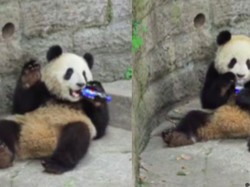 Botol Soda Jatuh ke Kandang Panda, Penjaga Langsung Panik